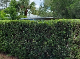 Bush Trimming by Chad German for Kathleen W. in Dunedin, FL