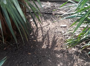 Weeding by Cheyenne Lozano-Camarillo for Tammy I. in Dallas, TX