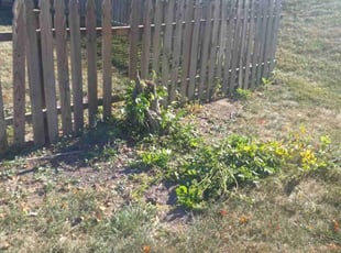 Bush Trimming by Lance Reynolds for Sadaf Z. in Kansas City, MO