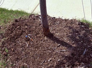 Weeding by William Tharpe for Beverly B. in Denton, TX