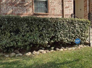 Bush Trimming by Mark Carrizales for Shelia B. in San Antonio, TX