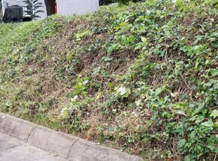 Weeding by James A. Saulsbury for Darlleen J. in Washington, DC