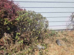 Bush Trimming by Delbert Jones for Dawna J. in Boise, ID