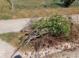 Bush Trimming by Allan Roberts for Barbara J. in Falls Church, VA