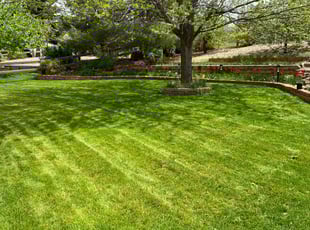 Brianda L.'s Lawn Care service result