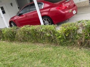 Bush Trimming by Catherine Thomas for James M. in Zephyrhills, FL