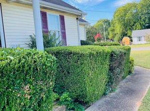 Bush Trimming by Alex Ramirez for TIFFANY M. in Murfreesboro, TN