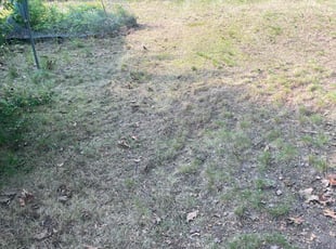 Leaf Removal by Terrance Robinson for Claire H. in Springfield, MA