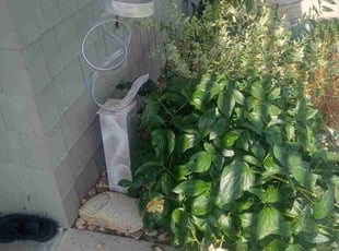 Weeding by Cody Dixon for Nikolas S. in Kansas City, KS