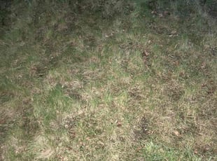 Cleanups by Andrew Garcia for Nickolas M. in Denver, CO