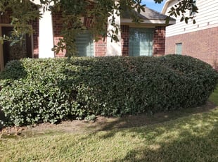Bush Trimming by Shantharia Banks for Towana S. in Richmond, TX