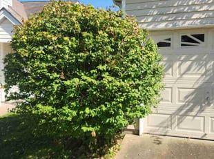 Bush Trimming by Anthony Wagner for Victor T. in Florissant, MO