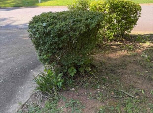 Bush Trimming by Ethan Wright for Vanessa M. in Marietta, GA