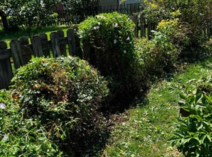 Bush Trimming by Daniel Bunch for Michael S. in Hilliard, OH