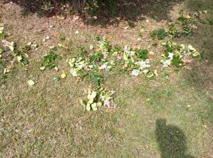 Bush Trimming by Larry Watson for Marisa C. in Norfolk, VA
