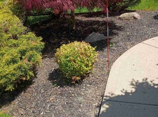 Bush Trimming by Jay Whooper for Eva K. in Hinckley, OH