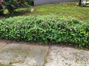 Bush Trimming by Jay M for Sabrina G. in Norfolk, VA