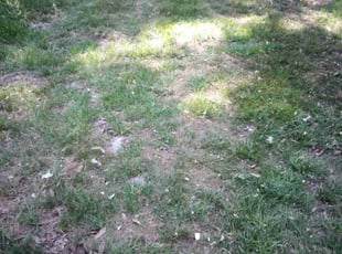 Cleanups by Joshua Harris for Geanatta C. in Gainesville, FL