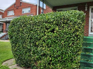 Bush Trimming by Derrick Graves for Jacqueline R. in Washington, DC