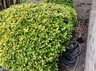 Bush Trimming by Pierre Brown for Richard S. in Irmo, SC