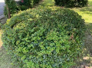 Bush Trimming by Cory McLean for Crystal L. in Selma, NC