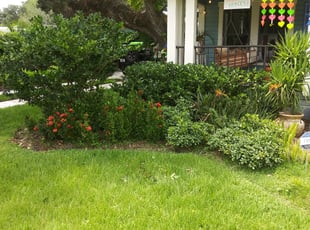Bush Trimming by Raymone Wimpye El for Julia Silva R. in Tampa, FL