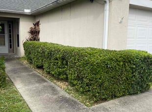 Bush Trimming by Jorge Aguirre for Ruben F. in Lake Mary, FL