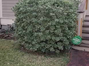 Bush Trimming by Rolando Callejas for Allison S. in Houston, TX