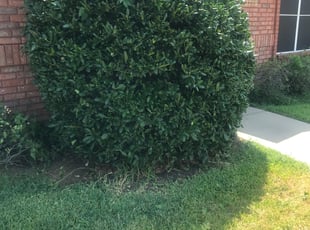 Bush Trimming by Alejandro Figueroa for Patty A. in Hurst, TX