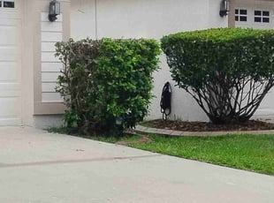 Bush Trimming by Jimmi Dunwoody for JOY L. in Tampa, FL