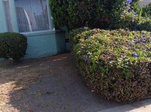 Bush Trimming by Ernesto Gonzalez for Mashari W. in Los Angeles, CA