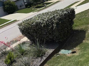 Bush Trimming by Grey Martinez for MO O. in Manor, TX