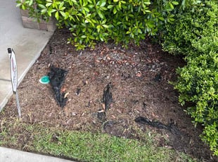 Weeding by Amelia Brown for Jon H. in Cayce, SC