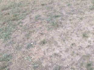 Weeding by Anthony Stallworth for Elizabeth C. in Colorado Springs, CO