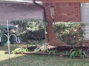 Bush Trimming by Nicholas Harris for Andrea l. in Houston, TX