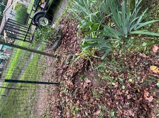 Bush Trimming by Kevin Morales for Terri B. in Lewes, DE