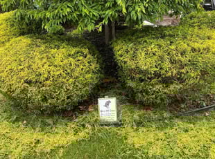 Bush Trimming by Pleasant Rowe for Angela P. in Albany, NY