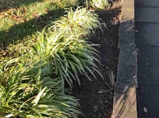 Weeding by Allan Roberts for Amy R. in Washington, DC