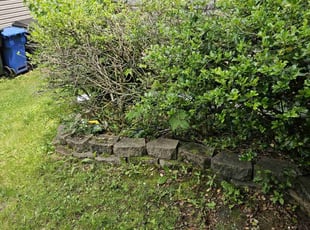 Bush Trimming by David Cole for Tabitha A. in Lexington, KY