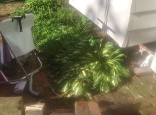 Weeding by Willie Tisdel for Genevieve H. in South Euclid, OH