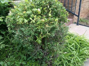 Bush Trimming by Logan Lindblad for Frances J. in Oklahoma City, OK