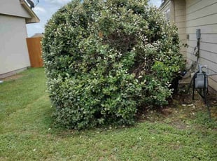 Bush Trimming by Jeronimo Barrientos for Misty M. in Kyle, TX
