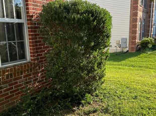 Bush Trimming by Estefani Cardoso for Mrs. Pamela L. in Bowie, MD
