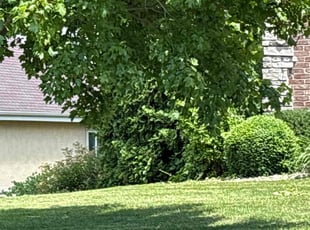 Bush Trimming by Jennifer Rose for Alex S. in Oregon, WI