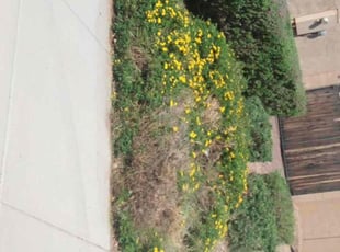 Bush Trimming by Maria Gonzalez for Eric M. in Mesa, AZ