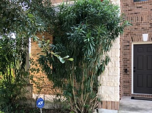 Bush Trimming by Augustine Escamilla for Georgette B. in San Antonio, TX