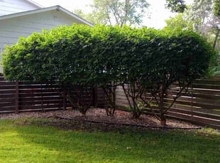 Bush Trimming by Ross Olin for Ed C. in Saint Paul, MN