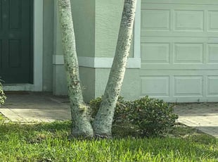 Weeding by Zach Hinkle for Kaitlyn F. in Cape Coral, FL
