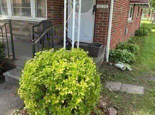 Bush Trimming by Steve Bergman for Lastarr C. in Eastpointe, MI