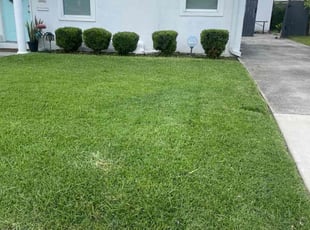 Bush Trimming by Harold Pajeaud for Alex D. in New Orleans, LA